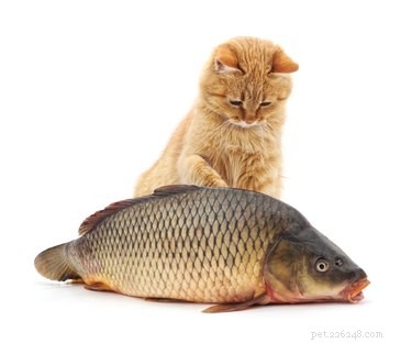 Moeten katten vis eten?
