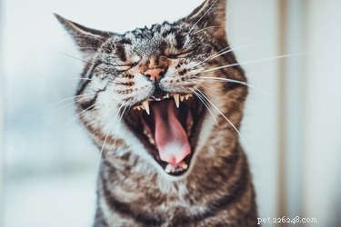 あなたの猫の歯についての5つの魅力的な事実 