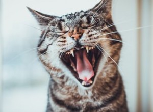 5 curiosità sui denti del tuo gatto