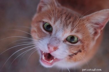 5 fascinerende feiten over de tanden van uw kat