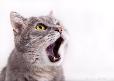 고양이 이빨에 관한 5가지 놀라운 사실