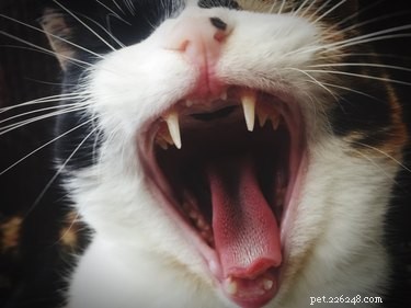 5 curiosità sui denti del tuo gatto
