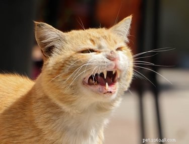 5 fatos fascinantes sobre os dentes do seu gato