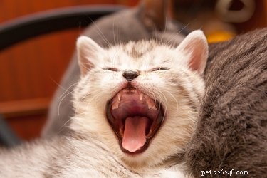 5 fascinujících faktů o zubech vašich koček