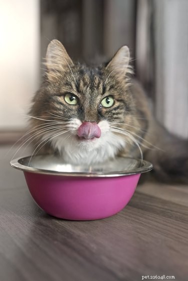 I gatti possono davvero avere un po  di salame come regalo?