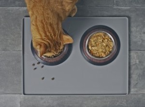 Är hemgjorda dieter säkra för din katt?