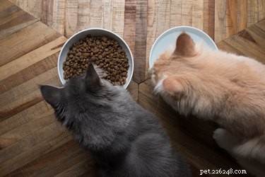 Zijn zelfgemaakte diëten veilig voor uw kat?