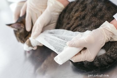 猫が切り傷を負った場合はどうすればよいですか？ 