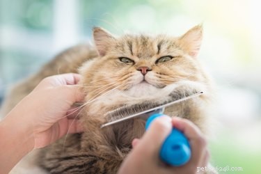 Devo escovar meu gato?