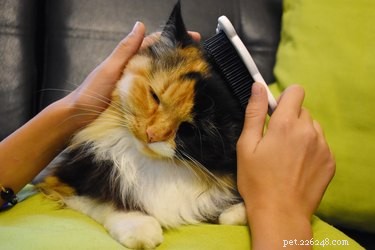 猫にブラシをかける必要がありますか？ 