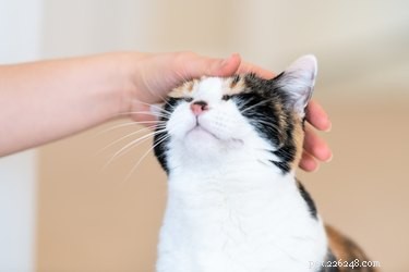 Les humains peuvent-ils attraper les vers des chats ?