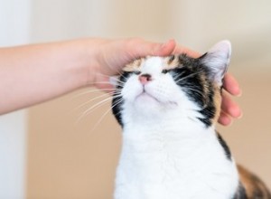 人間は猫からワームを得ることができますか？ 