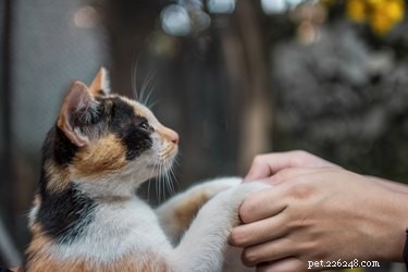 Os humanos podem pegar vermes de gatos?