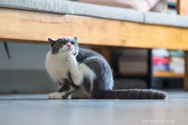 Gatos podem pegar piolhos?