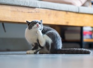 Могут ли кошки заразиться вшами?