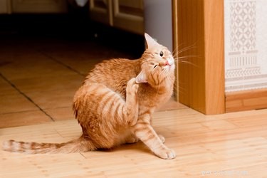 Les chats peuvent-ils attraper des poux ?