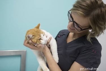 Что такое вакцина FVRCP для кошек?