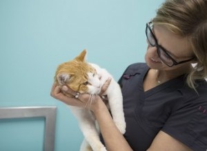 Vad är FVRCP-vaccinet för katter?