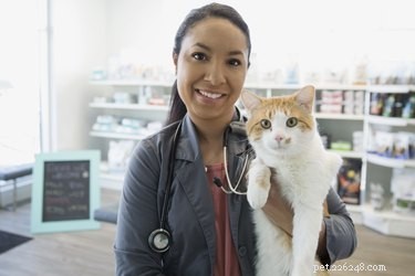 고양이용 FVRCP 백신이란 무엇입니까?