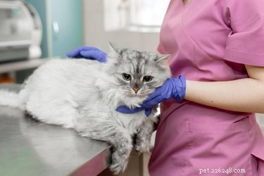Sintomi e trattamento del linfoma nei gatti