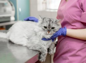 Symtom och behandling av lymfom hos katter