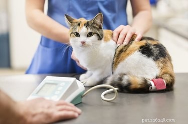 猫のリンパ腫の症状と治療 