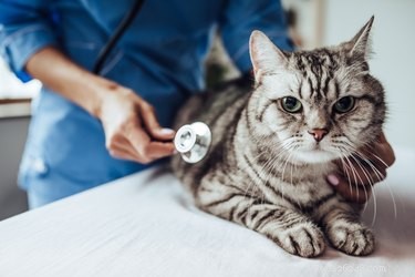 猫のリンパ腫の症状と治療 