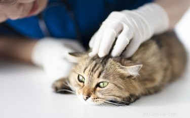 고양이 몸에서 덩어리가 발견되면 어떻게 해야 합니까?