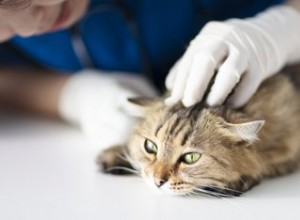 고양이 몸에서 덩어리가 발견되면 어떻게 해야 합니까?