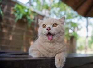 猫が喘ぐのはなぜですか？ 