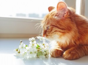 Är några katter verkligen allergivänliga?