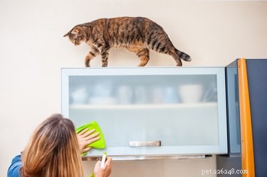 Являются ли кошки действительно гипоаллергенными?