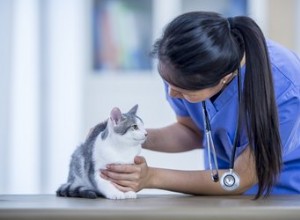 Symptomen en behandeling van hyperthyreoïdie bij katten