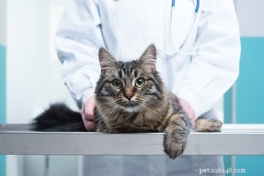 Symtom och behandling av hypertyreos hos katter