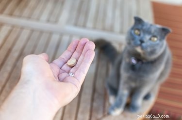 Tips voor het geven van pillen aan uw kat