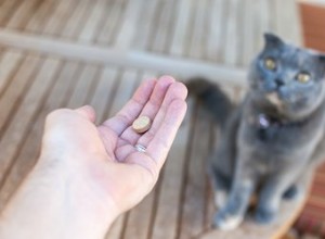 Tips för att ge piller till din katt