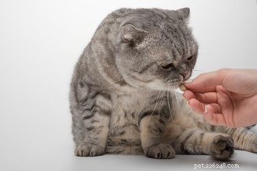 Tipy pro podávání prášků vaší kočce
