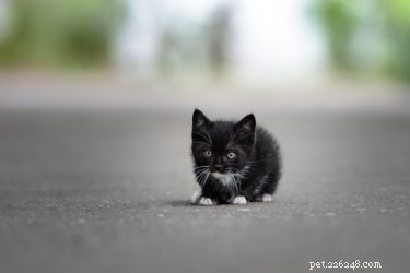 Что делать, если вы нашли бездомного котенка