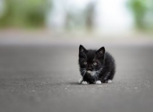 Wat te doen als je een verdwaalde kitten vindt