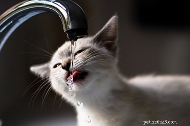 Sinais de desidratação em gatos