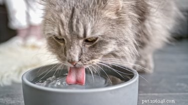 猫の脱水症状の兆候 
