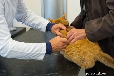 Признаки обезвоживания у кошек