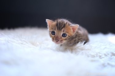 Wanneer veranderen de ogen van kittens van kleur?