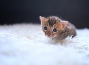 子猫の目はいつ色が変わりますか？ 
