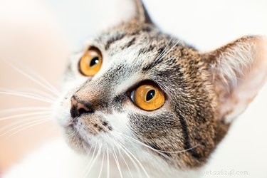 När ändrar kattungars ögon färg?