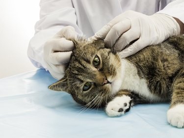 Symtom och behandling av öroninfektioner hos katter