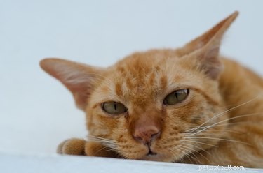 Симптомы и лечение ушных инфекций у кошек