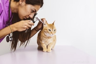 고양이 귀 감염의 증상 및 치료