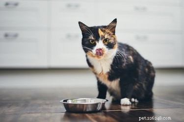 Zijn katten carnivoren of alleseters?