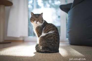 猫は喘息を患うことができますか？ 